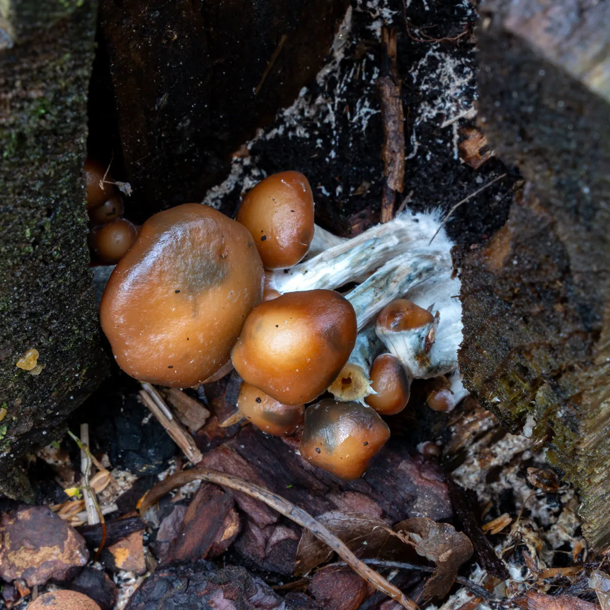 Psilocybe azurescens Liquid Culture Syringe (Acid Shroomz) — image 3