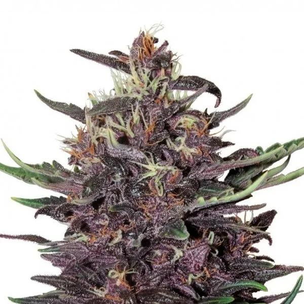 Purple Kush Auto