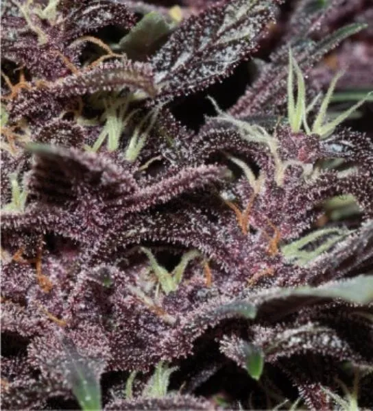 Purple Kush Auto — image 2