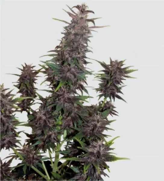 Purple Kush Auto — image 3
