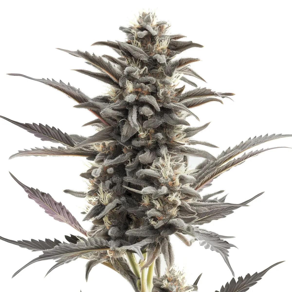 Purple Punch — image 2
