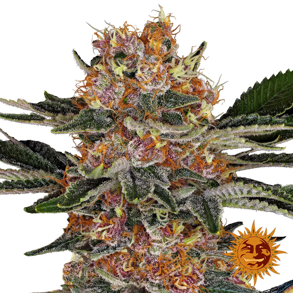 Purple Punch — image 2