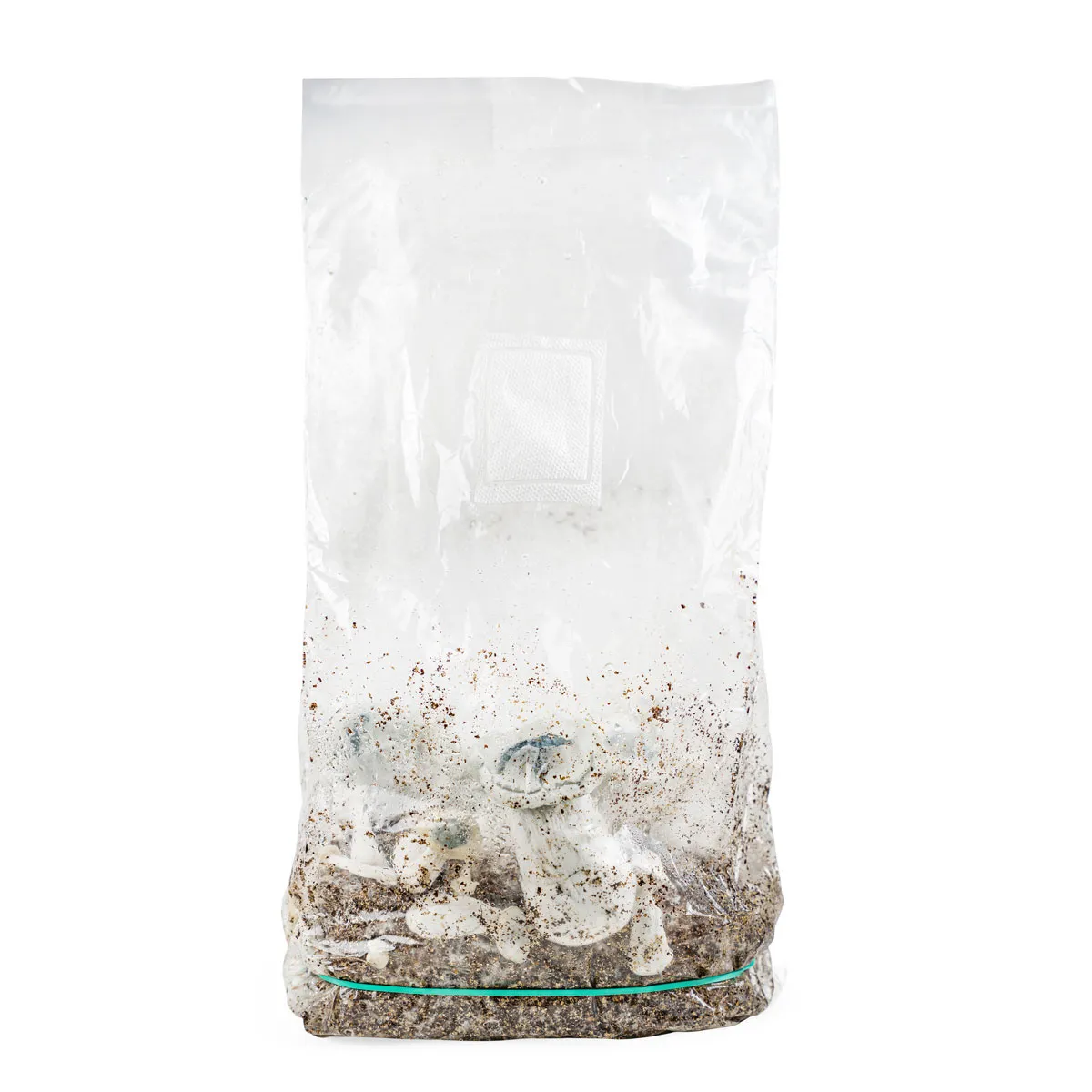 Ready-2-Grow Bag 'APE' — image 3