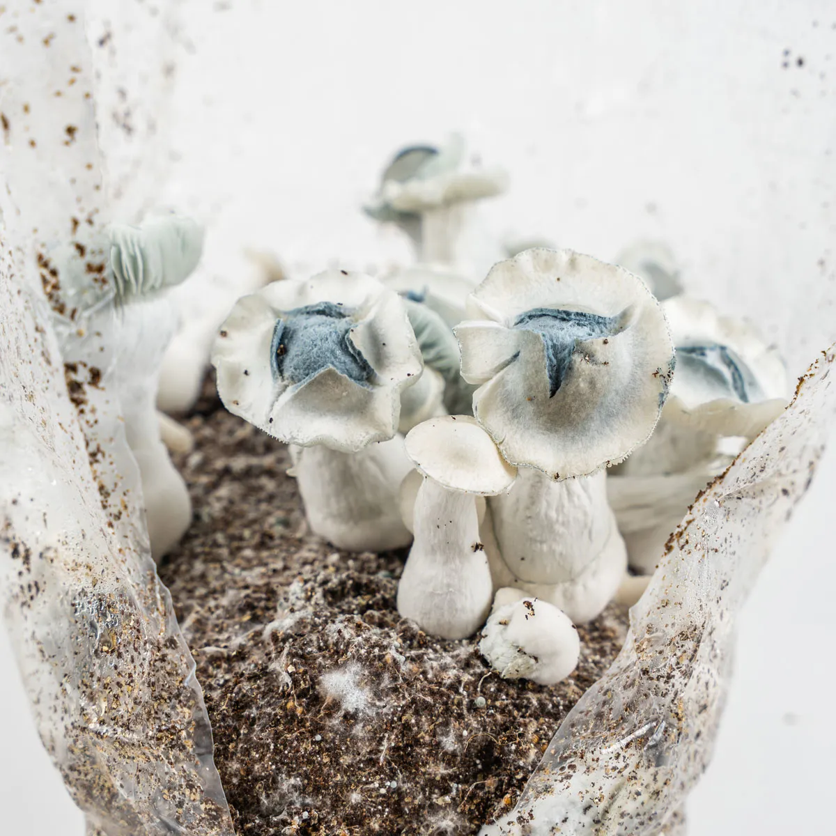 Ready-2-Grow Bag 'APE' — image 4