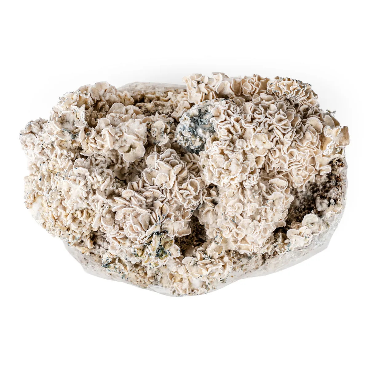 Ready-2-Grow Bag 'Enigma' — image 2