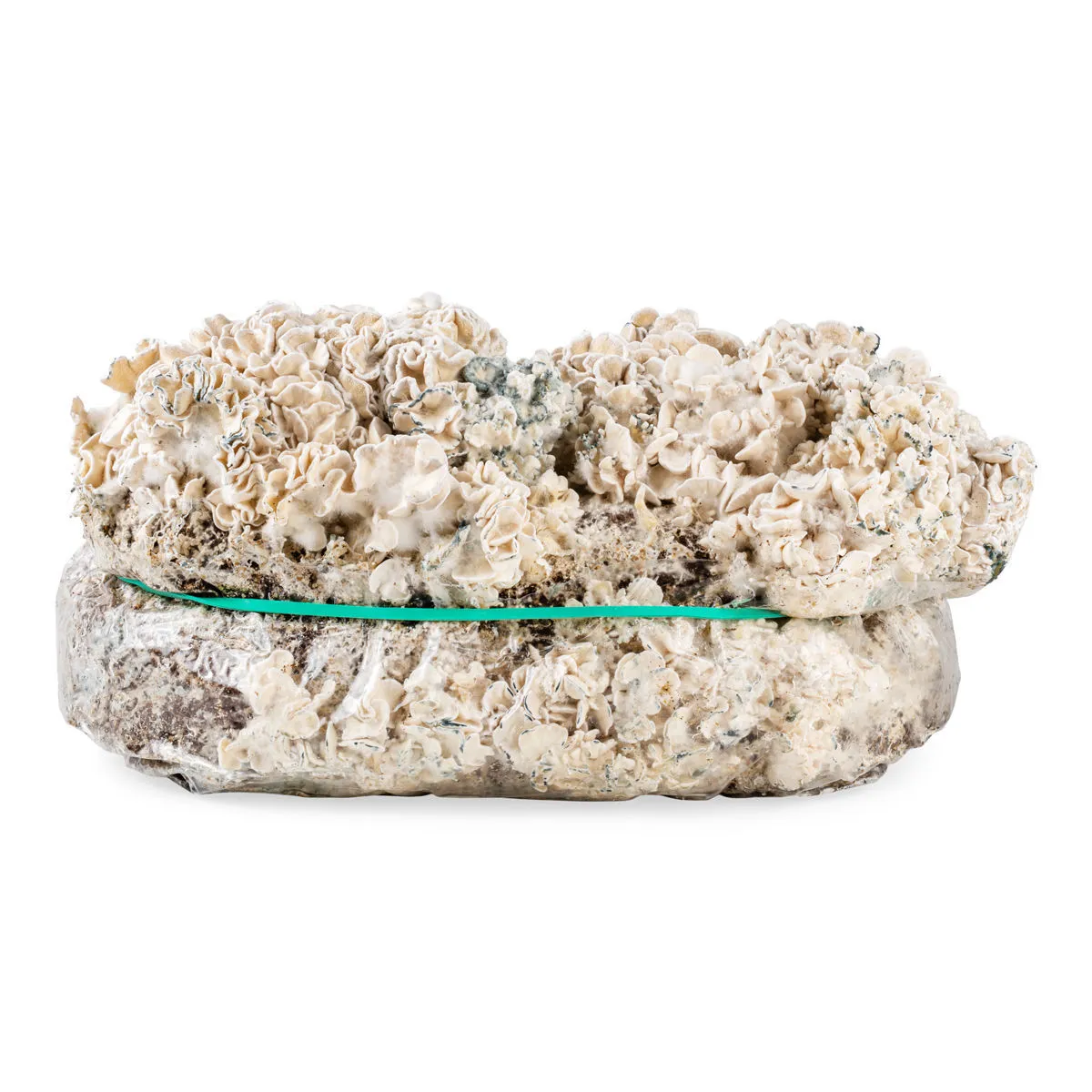 Ready-2-Grow Bag 'Enigma' — image 3