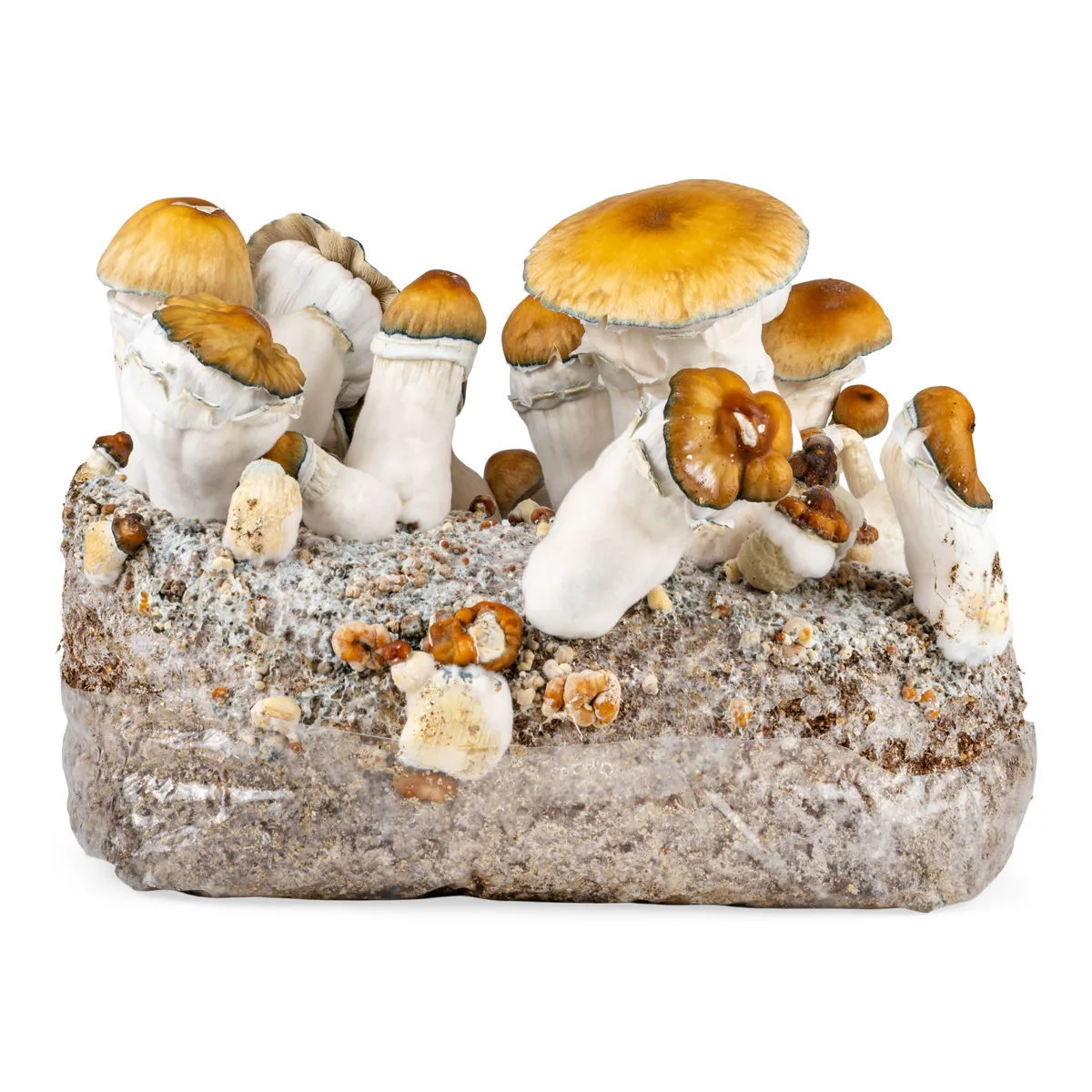 Ready-2-Grow Bag 'Hillbilly Pumpkin'