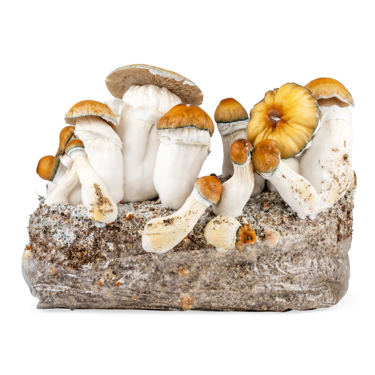 Ready-2-Grow Bag 'Hillbilly Pumpkin' — image 2