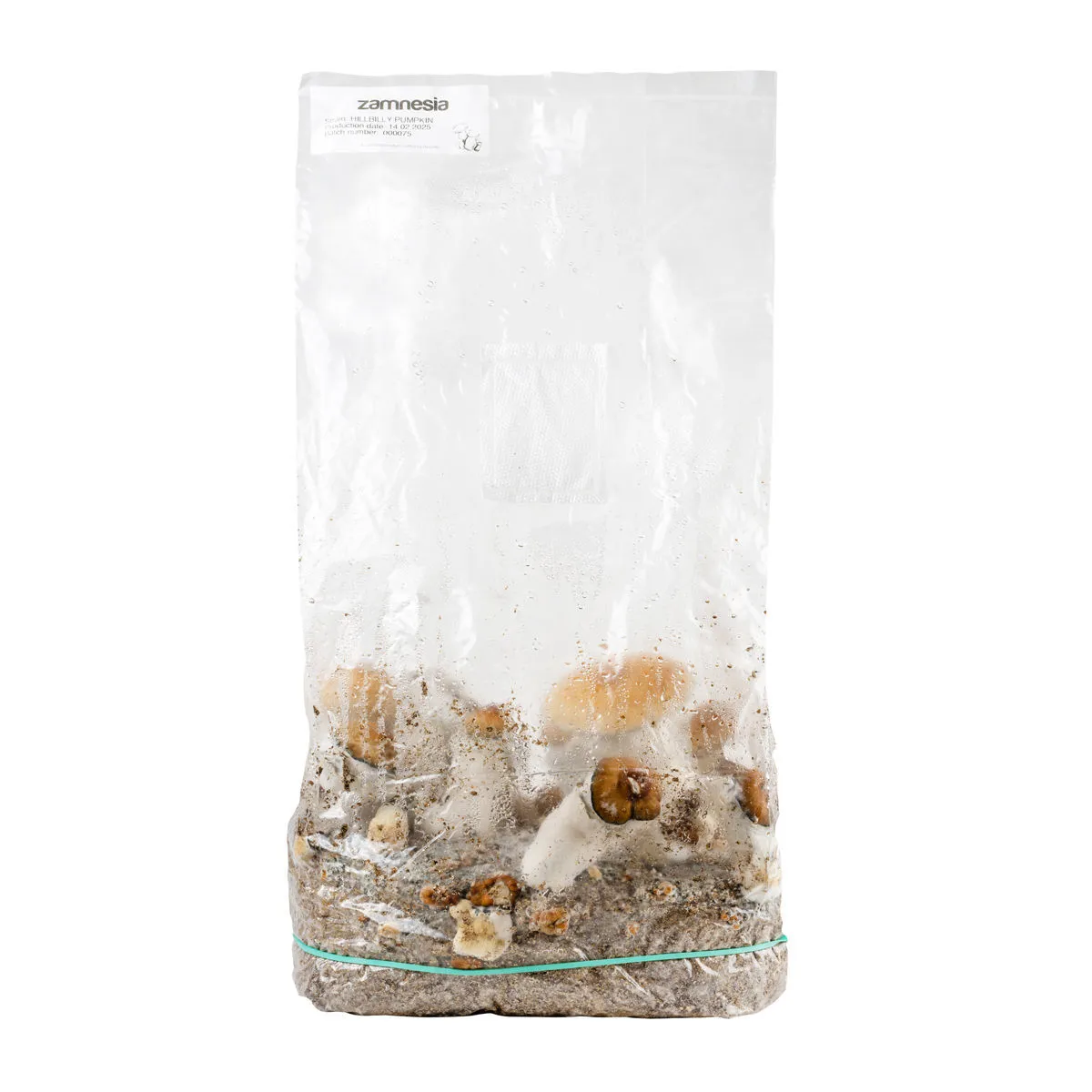Ready-2-Grow Bag 'Hillbilly Pumpkin' — image 3