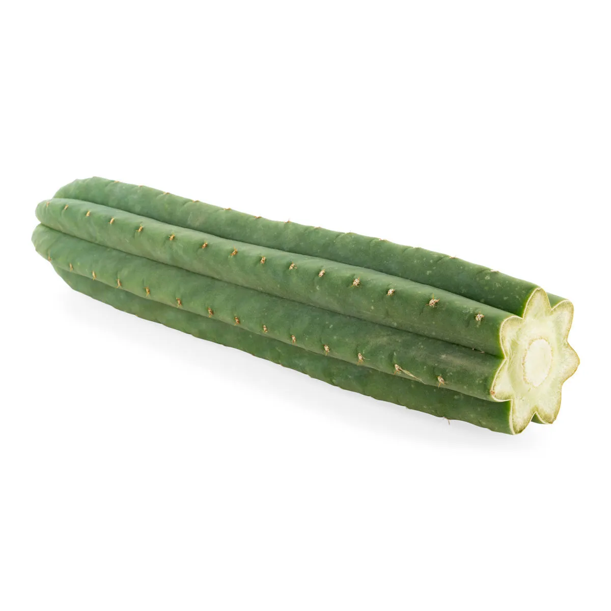 7-Ribbed San Pedro (Echinopsis pachanoi) — image 2