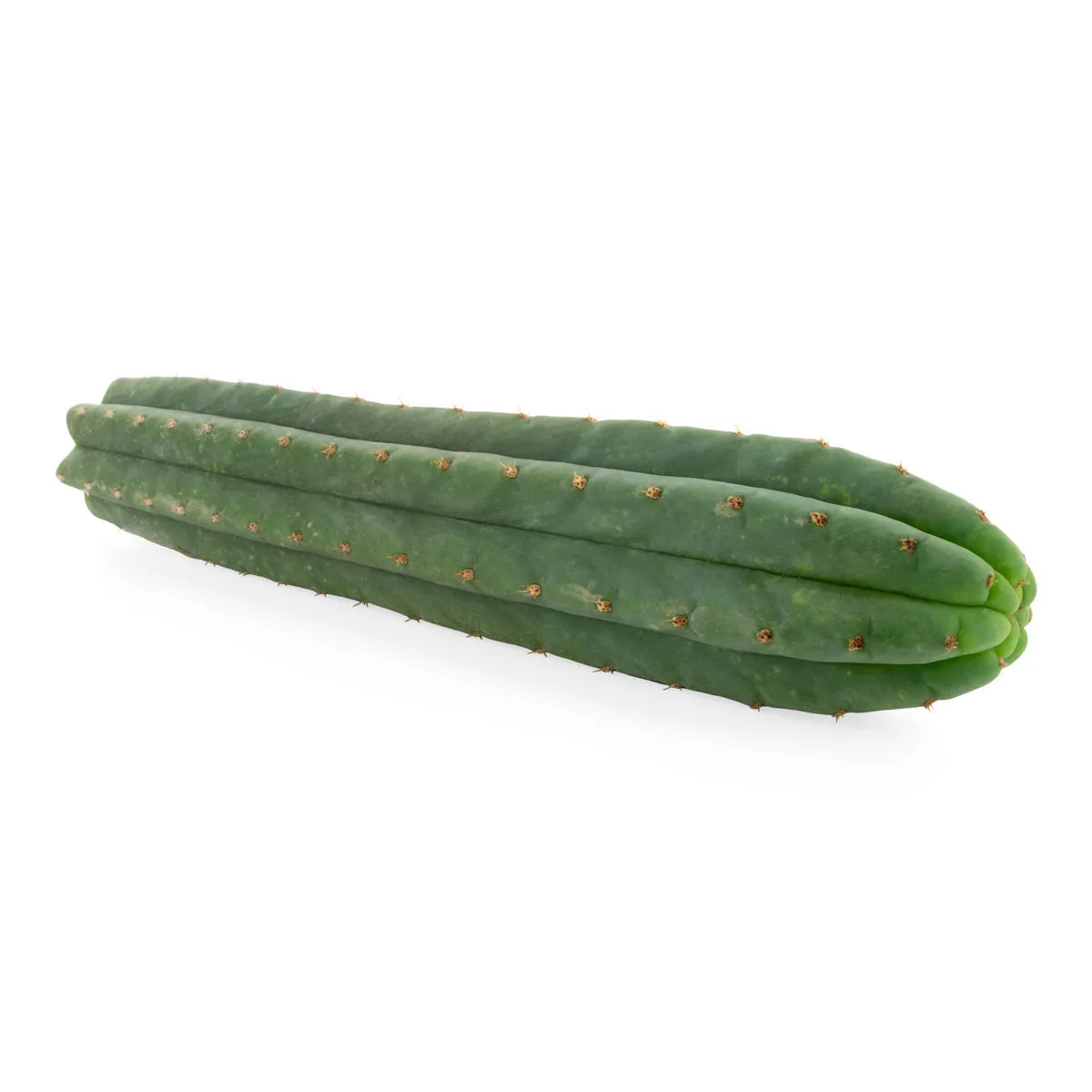 7-Ribbed San Pedro (Echinopsis pachanoi) — image 3