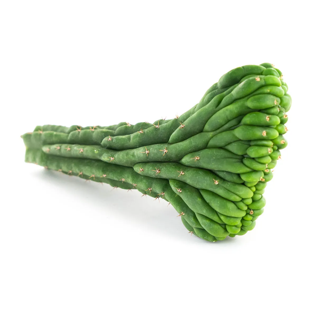 San Pedro Crested — image 3