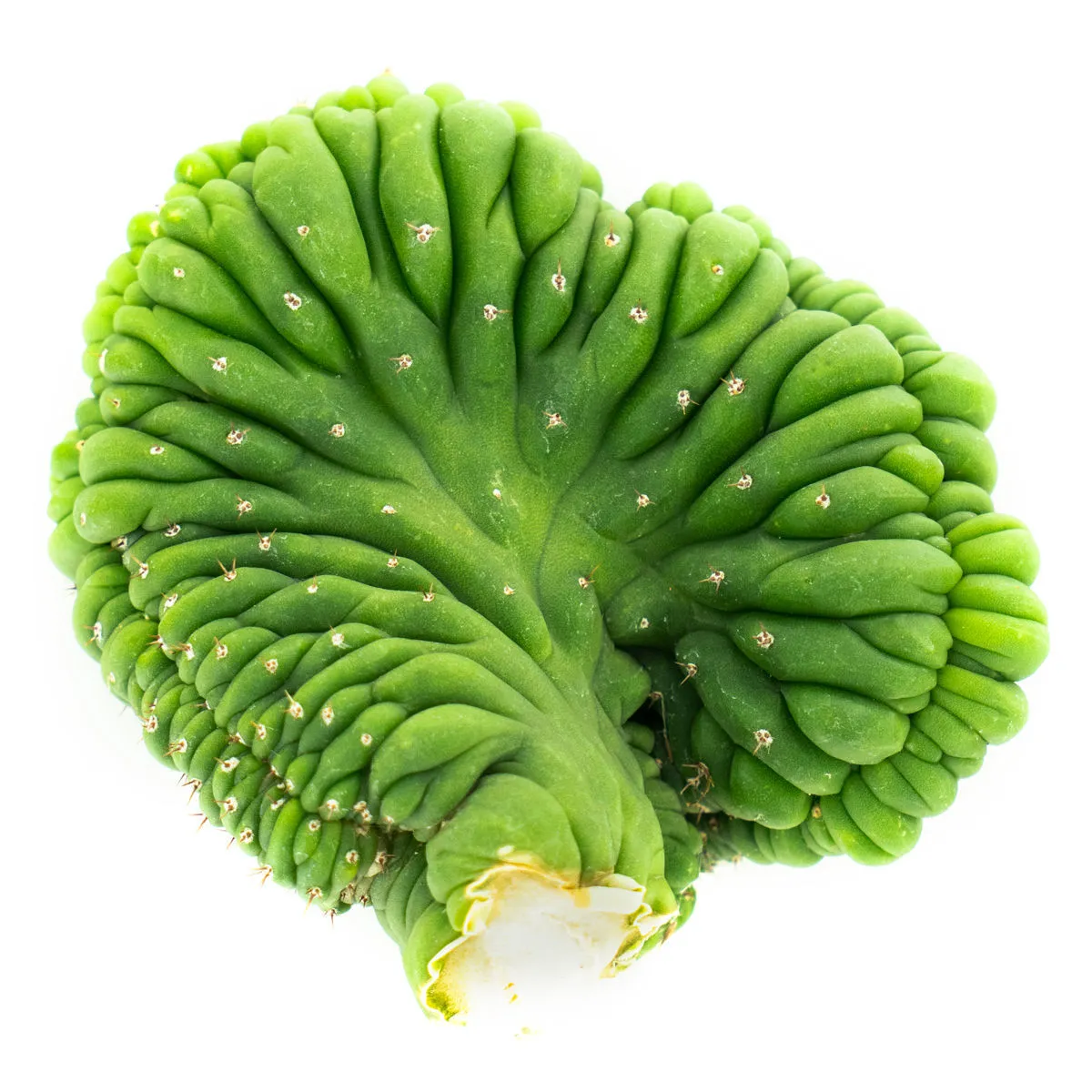 San Pedro Crested — image 4
