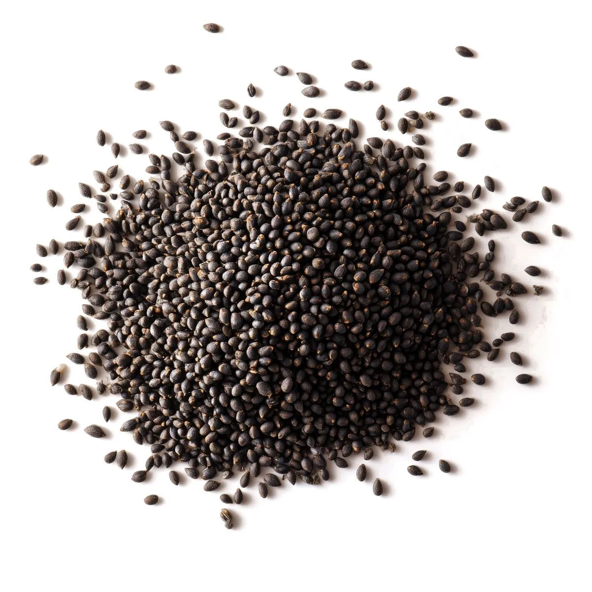 San Pedro seeds — image 2