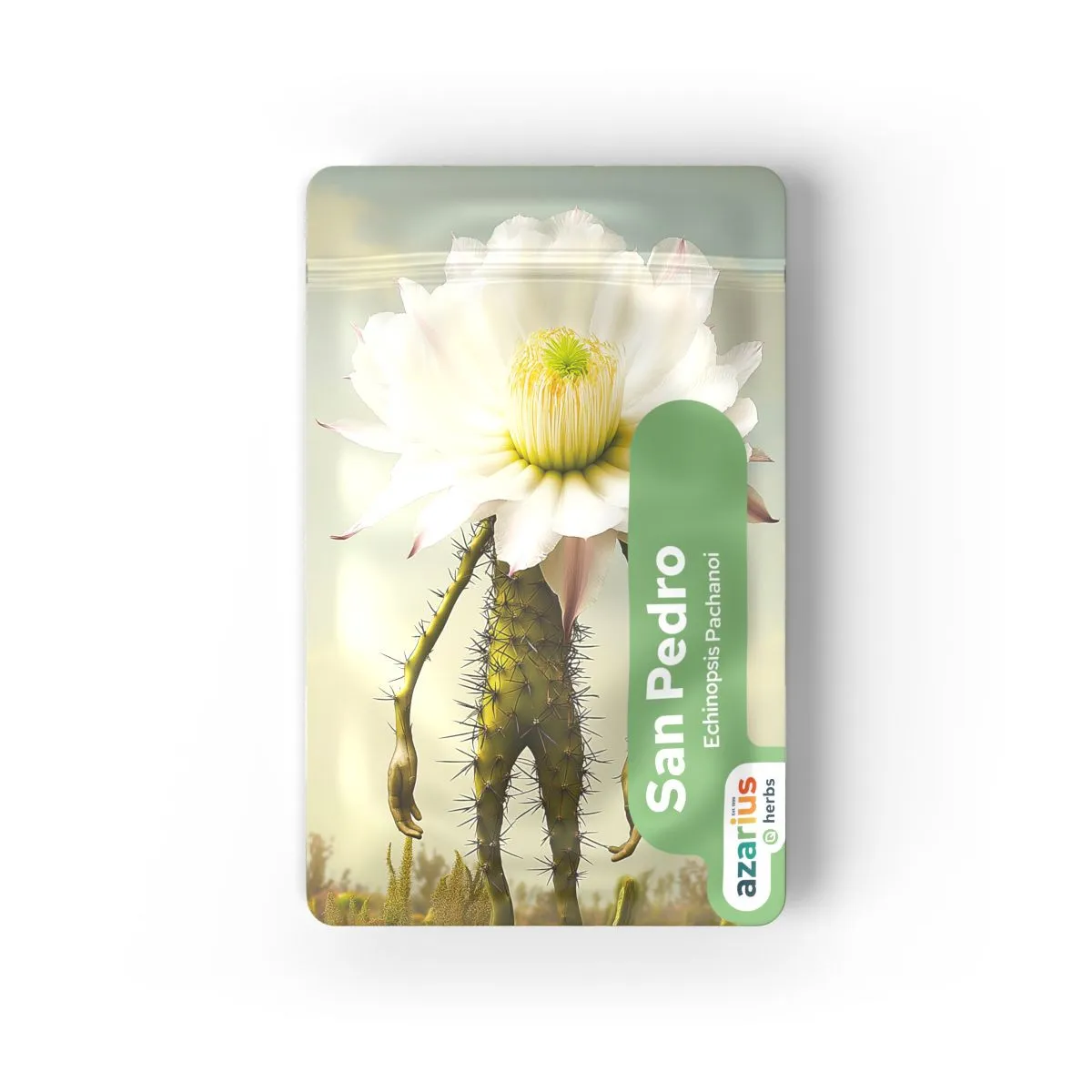 San Pedro seeds — image 3