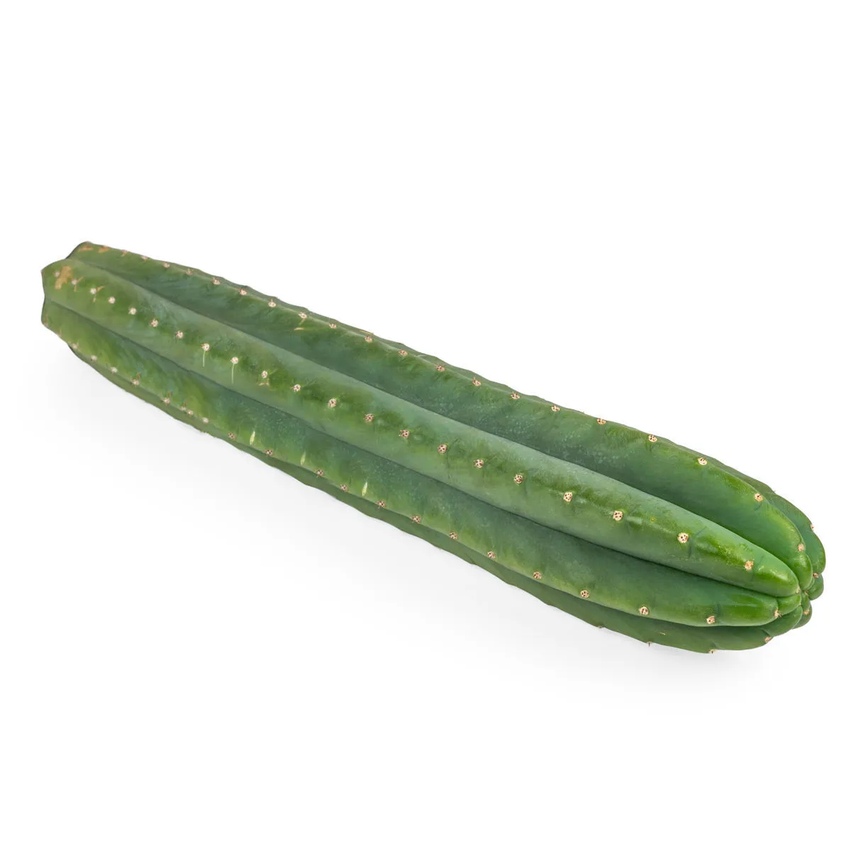 San Pedro XL (Echinopsis pachanoi) — image 3