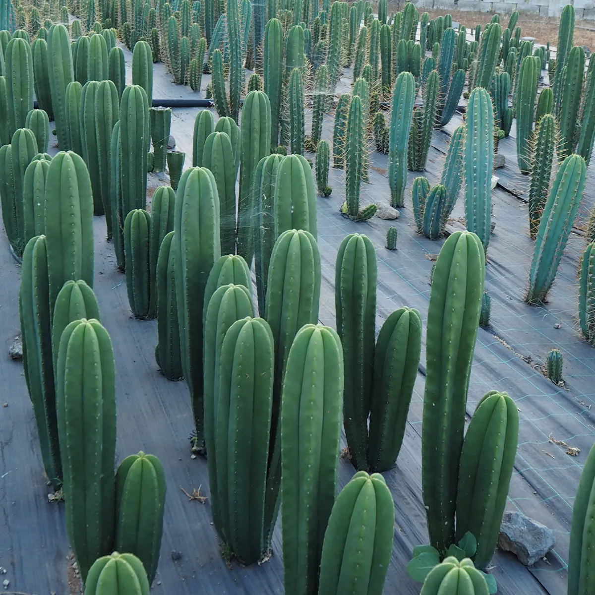 San Pedro XL (Echinopsis pachanoi) — image 4
