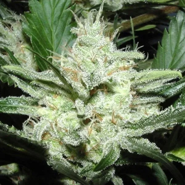 Sensi Star — image 2