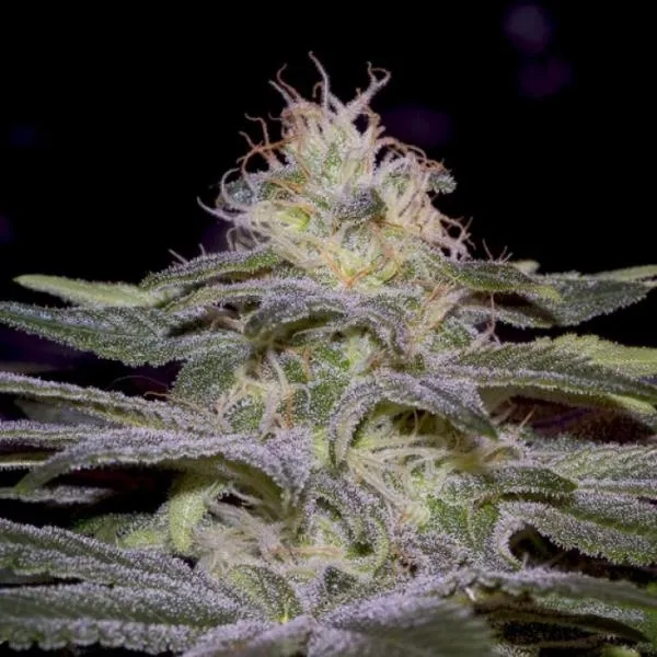 Sensi Star — image 3