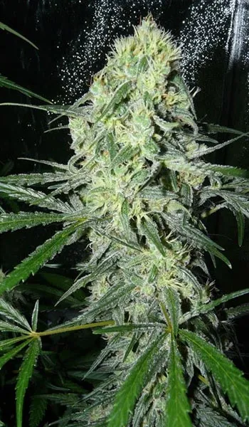 SexBud — image 2