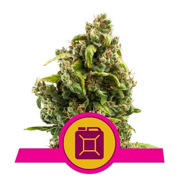 Sour Diesel — image 2