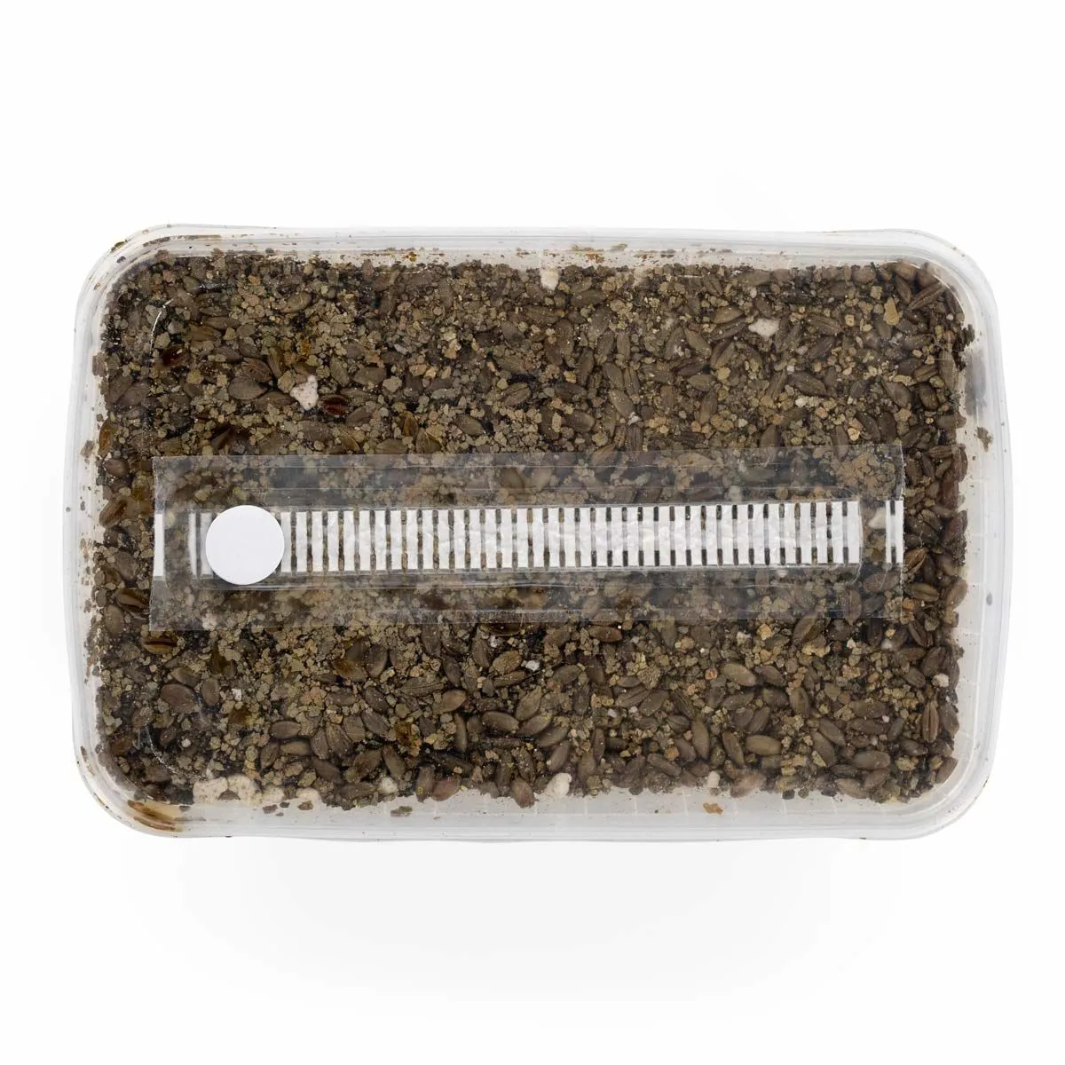 Sterilised Substrate Kit — image 2