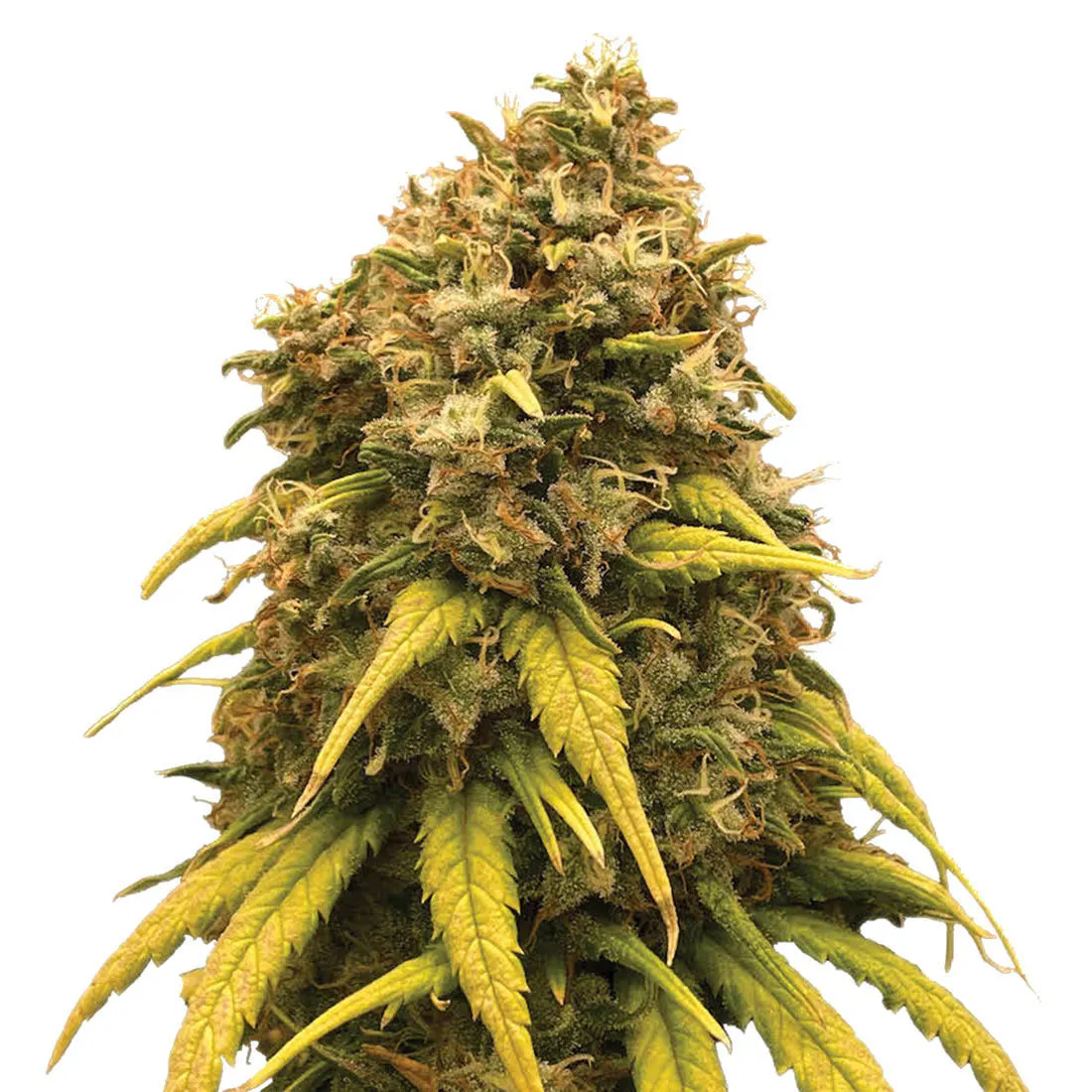 Super Silver Haze — image 2