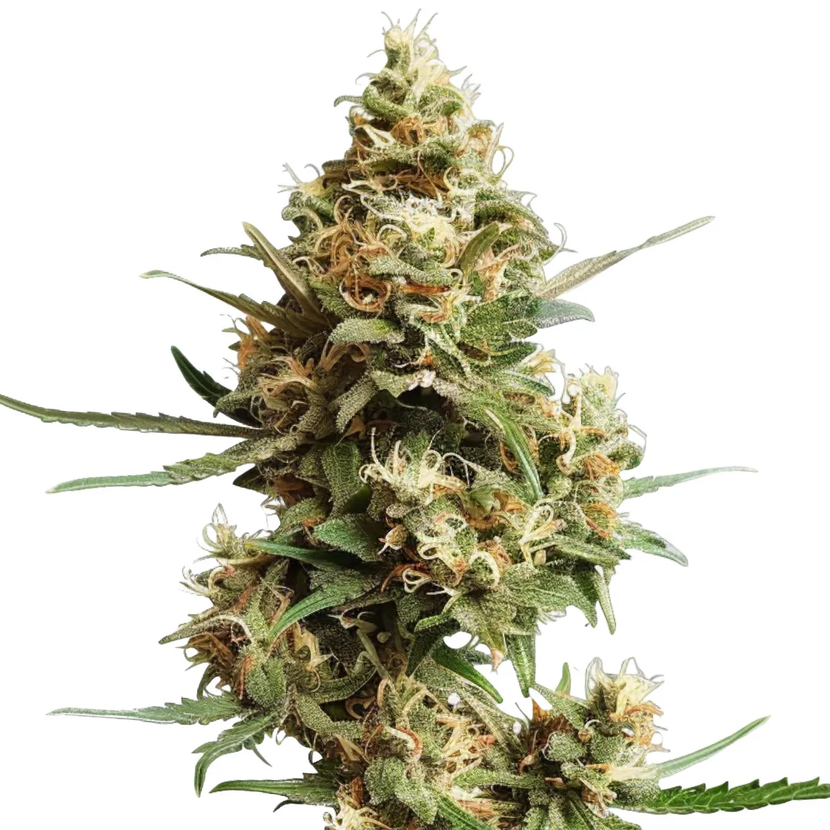 Super Silver Haze Auto — image 2