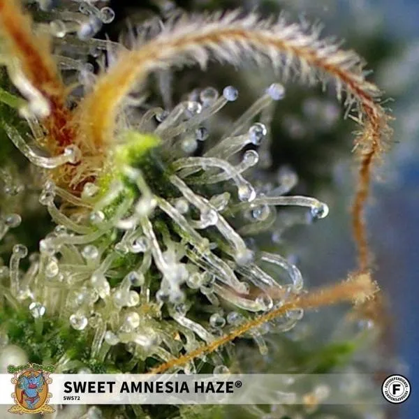 Sweet Amnesia Haze — image 2