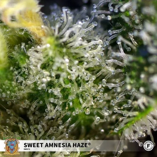 Sweet Amnesia Haze — image 3