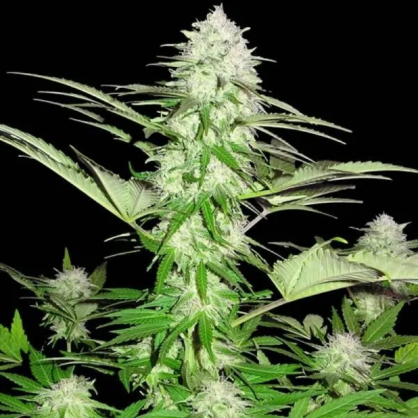 Sweet Harlem Diesel — image 3