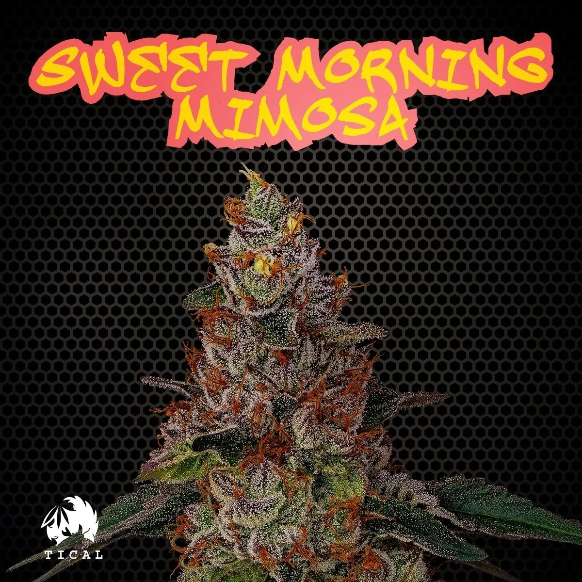 Sweet Morning Mimosa (TICAL)