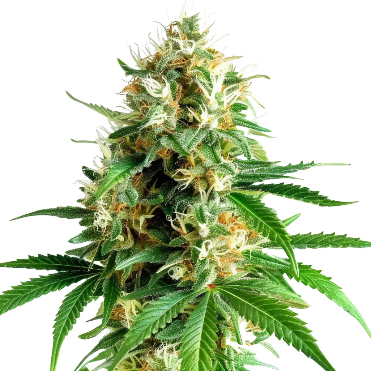 Tangerine Dream Auto — image 2