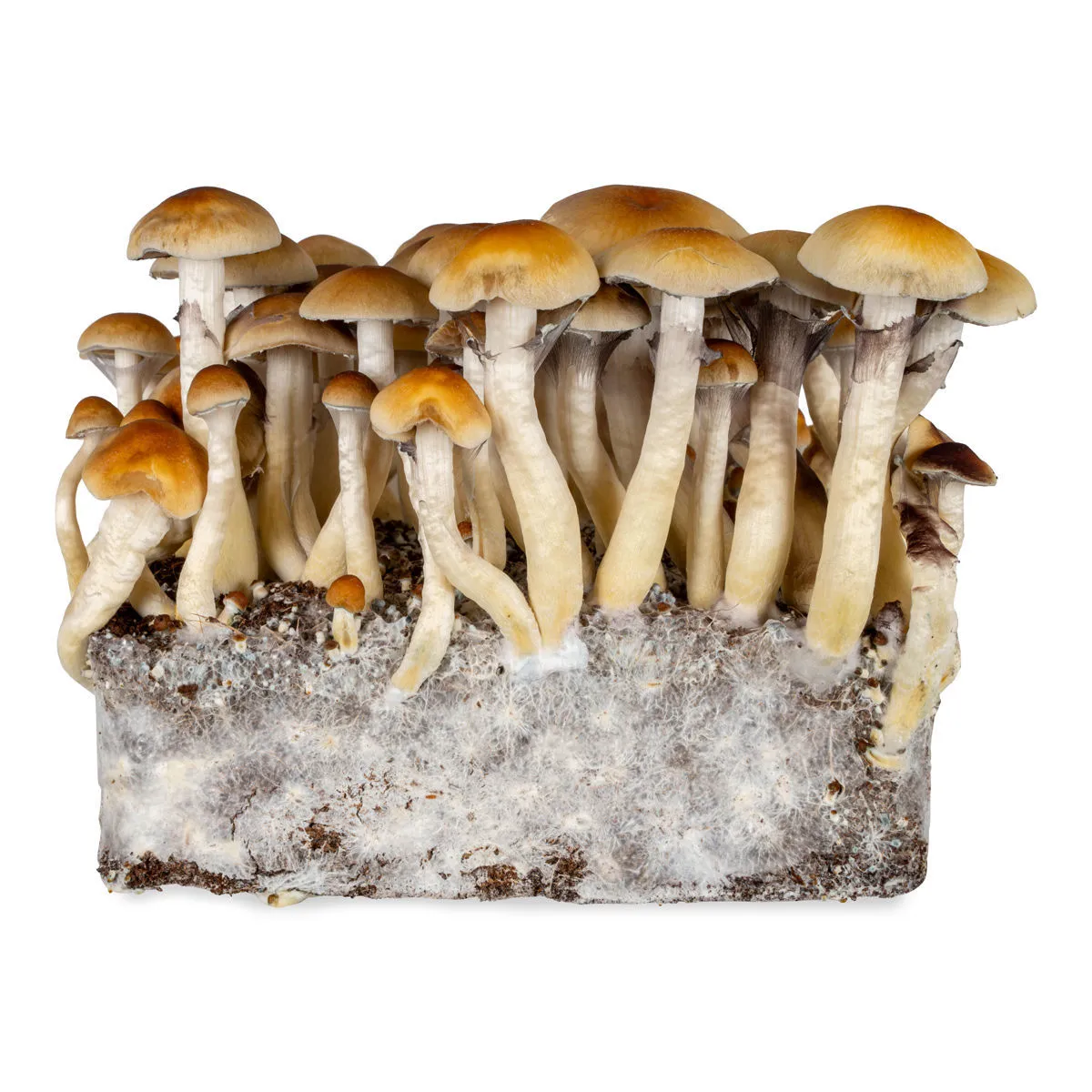 Thai Liquid Culture Syringe (Acid Shroomz) — image 3