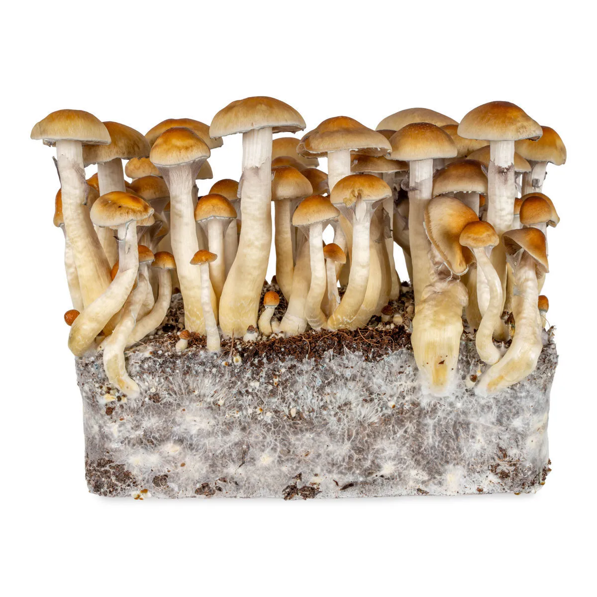 Thai Liquid Culture Syringe (Acid Shroomz) — image 4