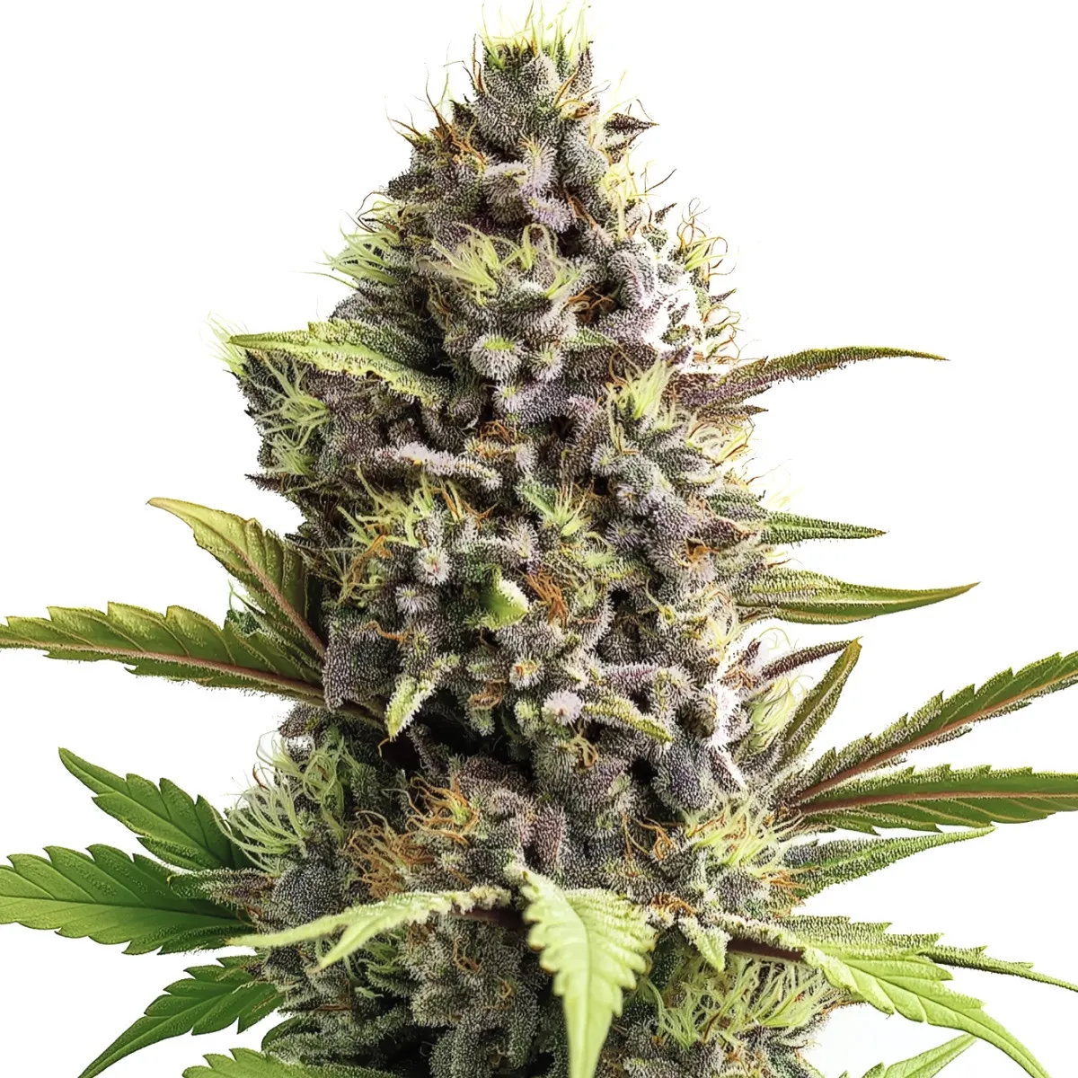 Trainwreck Auto — image 2