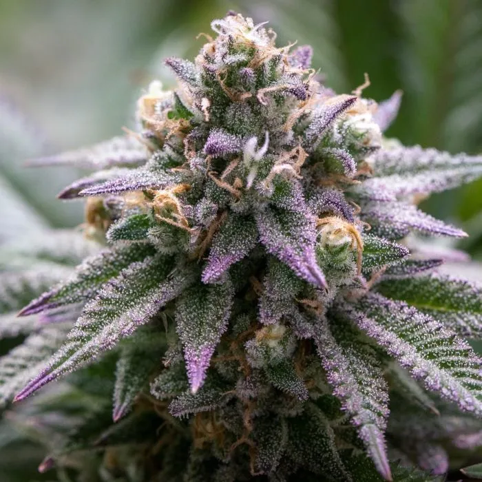 Ultra Violet GMO — image 2