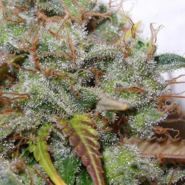White Berry — image 3