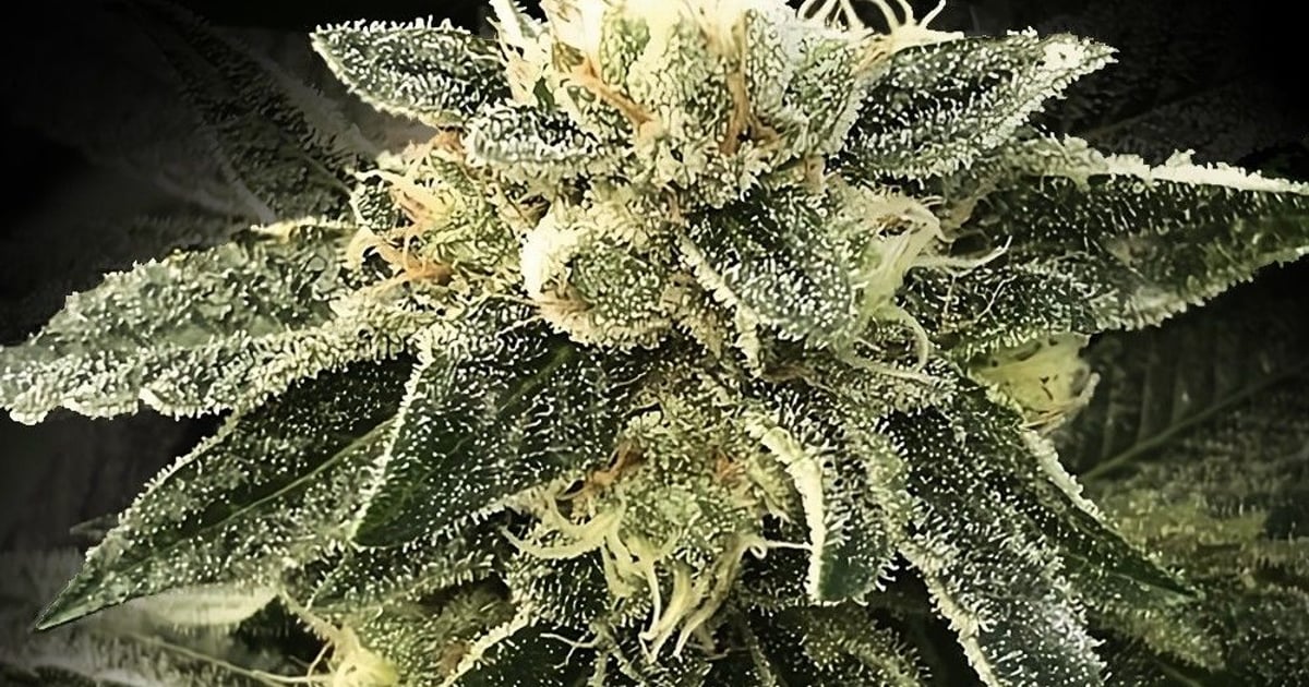 White Chocolope Seeds — DNA Genetics Feminised | Azarius