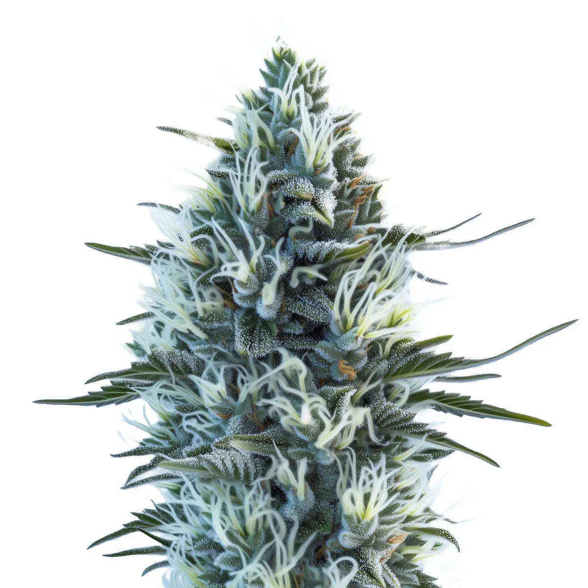 White Widow Auto — image 2