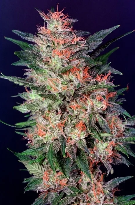 White Widow — image 2
