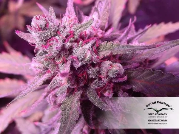 White Widow — image 3