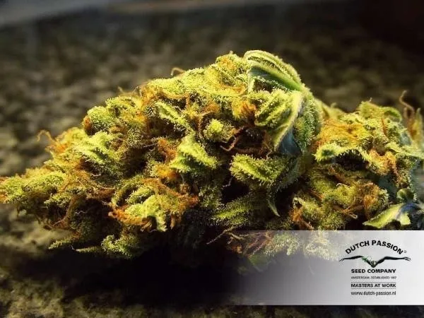 White Widow — image 4