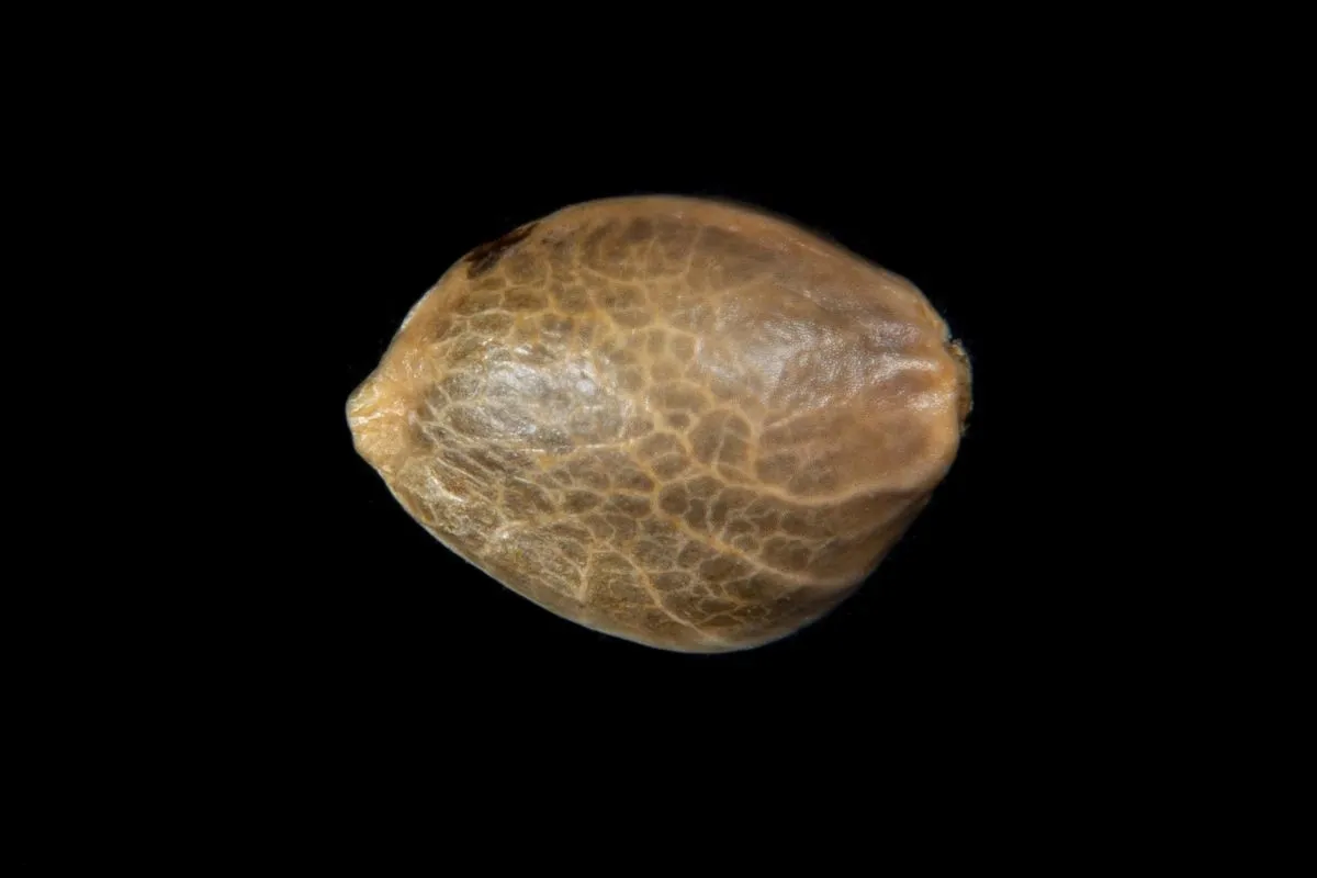 Zoap Rosé — image 3